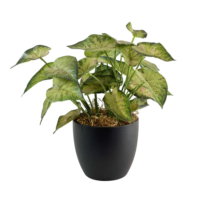 Potted Syngonium - 31cm S