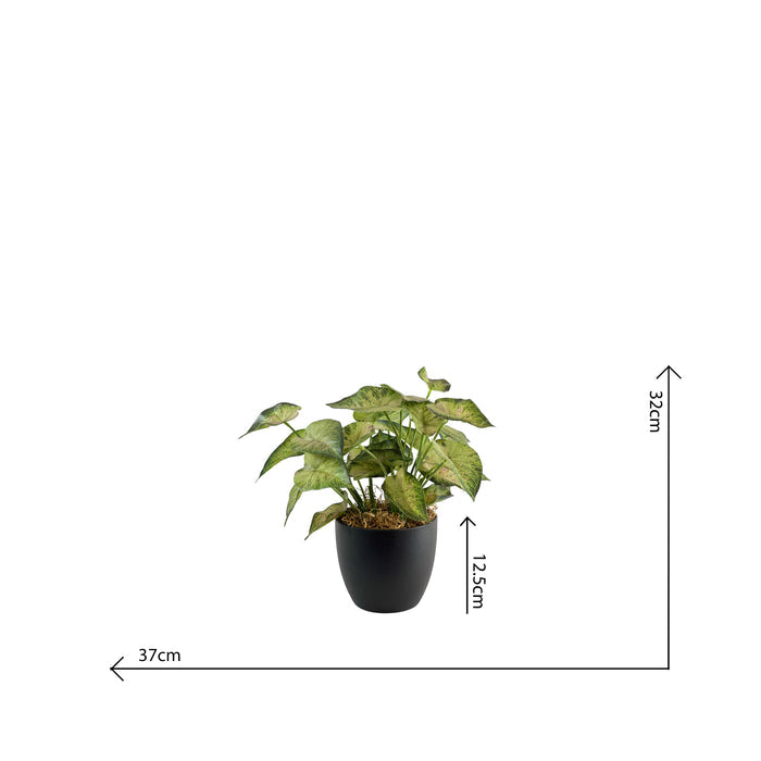 Potted Syngonium - 31cm S