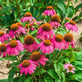PowWow® Wild Berry Coneflower