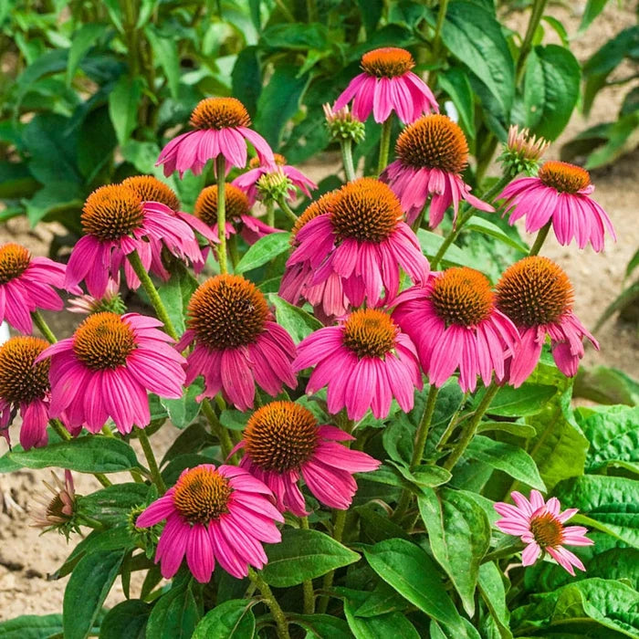 PowWow® Wild Berry Coneflower