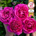 Pretty Lady Rose™ Hybrid Tea Rose