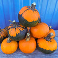 Pumpkin Batwing Mix