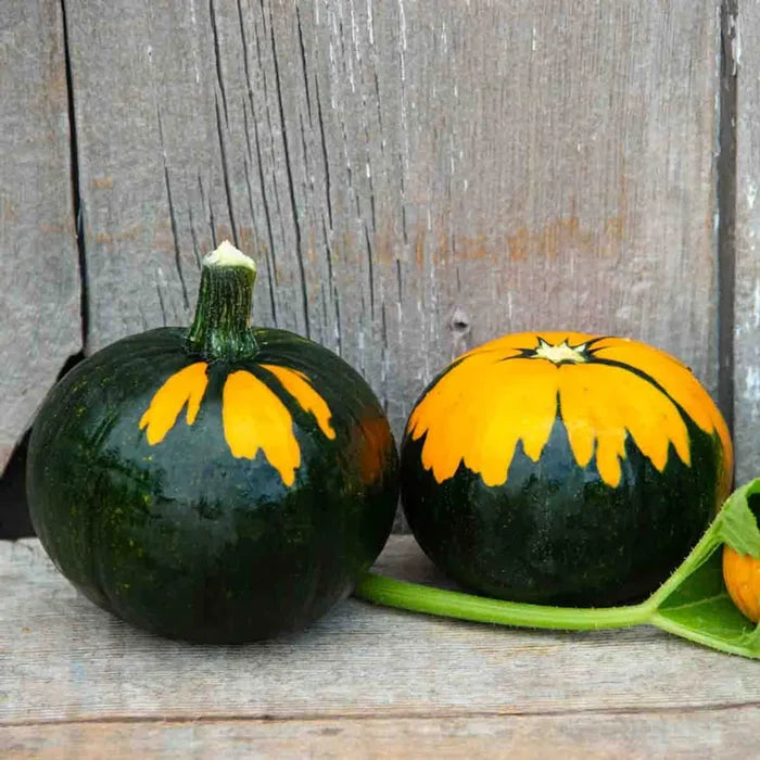Pumpkin Batwing Mix