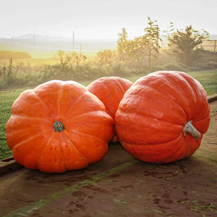 Pumpkin Big Moose