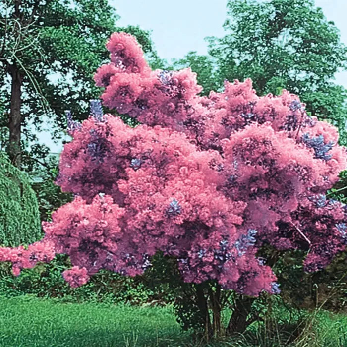 Purple Smoketree