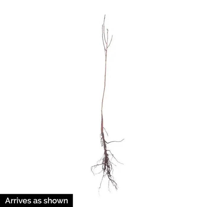 Purple Smoketree