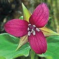 Purple Trillium