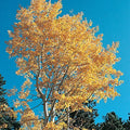 Quaking Aspen Tree
