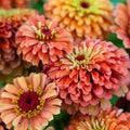 Queeny Lime Orange Zinnia