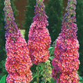 Rainbow Butterfly Bush