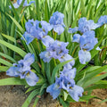 Raindance Returns Reblooming Bearded Iris