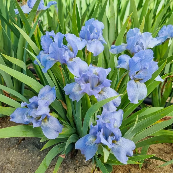 Raindance Returns Reblooming Bearded Iris