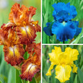 Reblooming Iris Collection