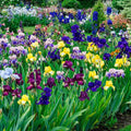 Reblooming Tall Bearded Iris Mixture