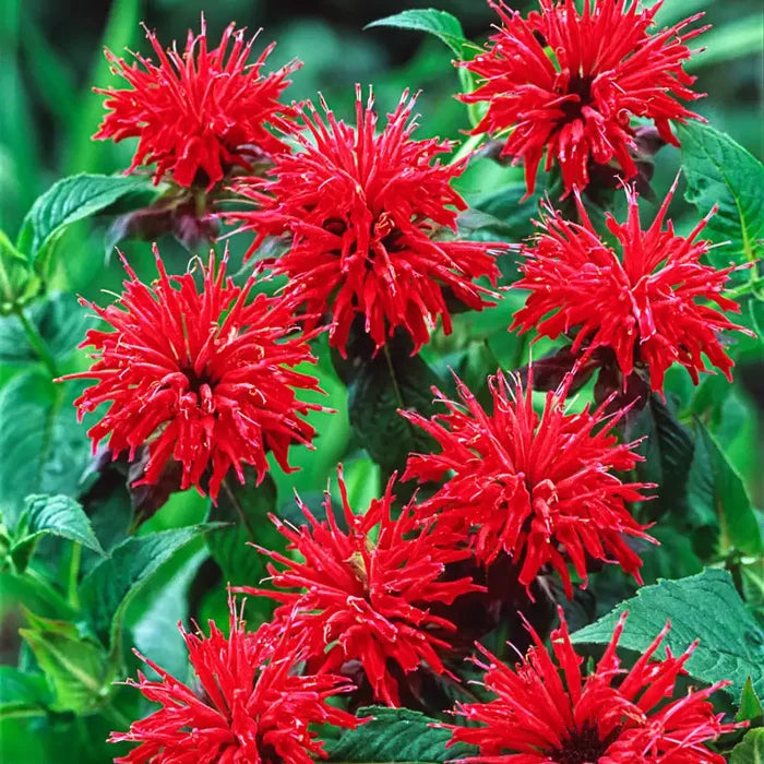 Red Bee Balm