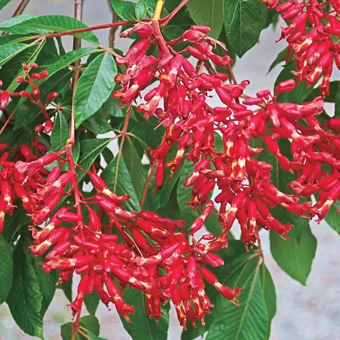 Red Buckeye Tree