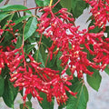 Red Buckeye Tree