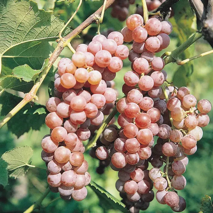 Red Canadice Seedless Grape Vine