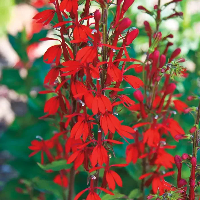 Red Cardinal Flower