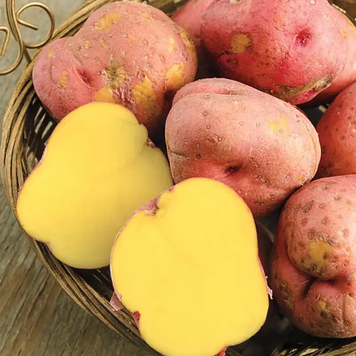 Red Gold Potato