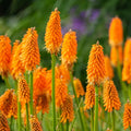 Red Hot Poker Plant Bundle
