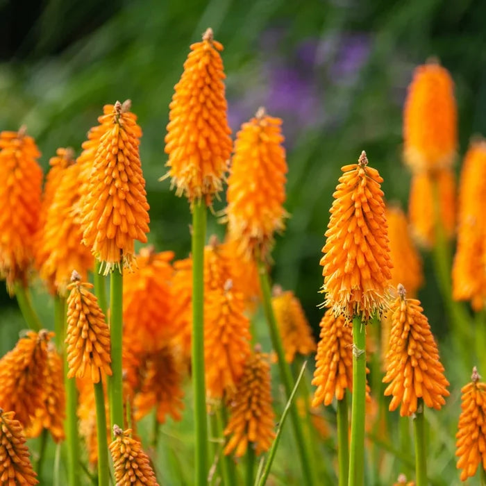 Red Hot Poker Plant Bundle