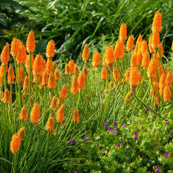 Red Hot Poker Plant Bundle