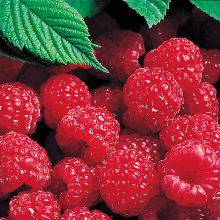 Red Latham Raspberry Plant