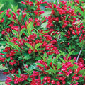 Red Prince Weigela Bundle