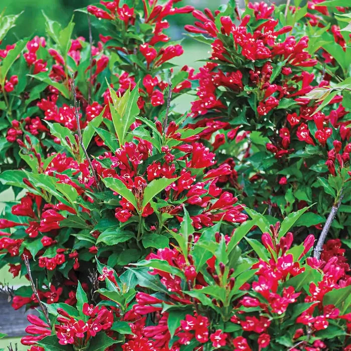 Red Prince Weigela Bundle