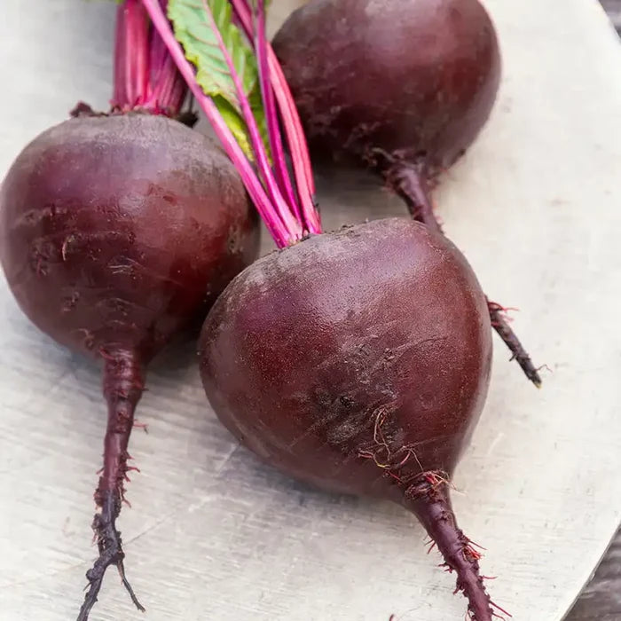 Red Titan Hybrid Beet Seed
