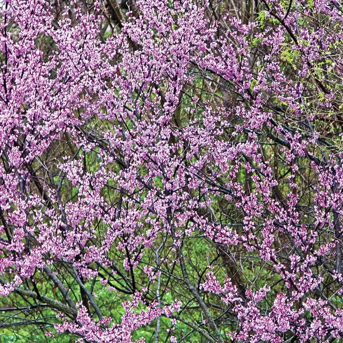 Redbud Tree