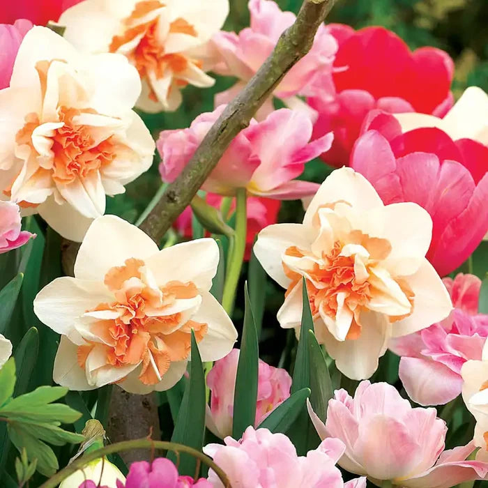 Replete Daffodil