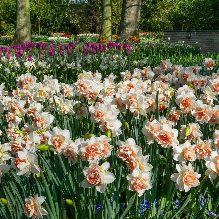 Replete Daffodil