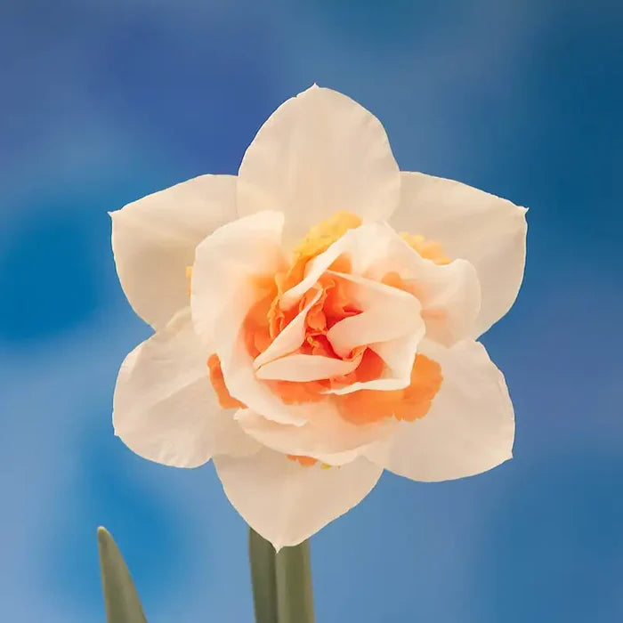Replete Daffodil