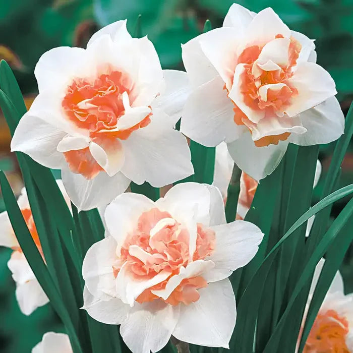 Replete Daffodil