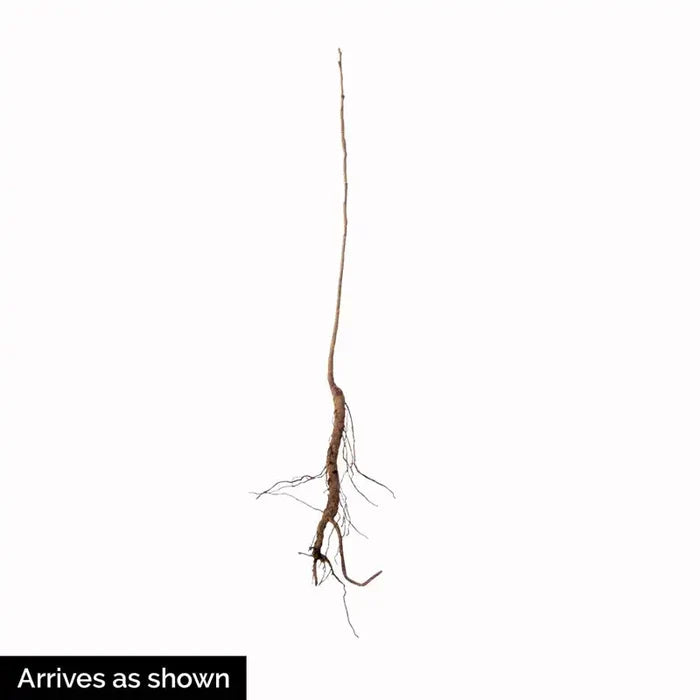 River Birch