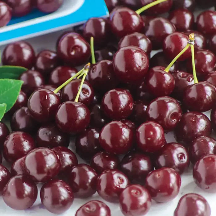 Romeo™ Cherry Bush