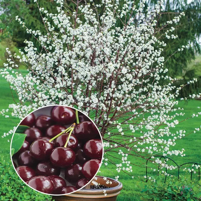Romeo™ Cherry Bush
