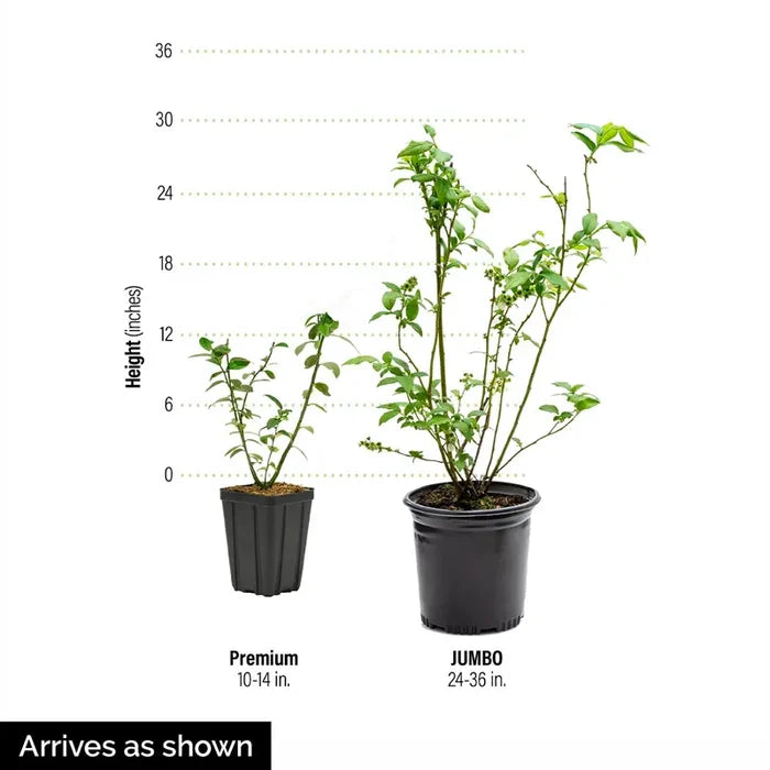 Romeo™ Cherry Bush