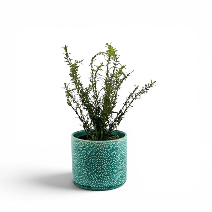 Rosemary Bush in Ceramic Aliwal