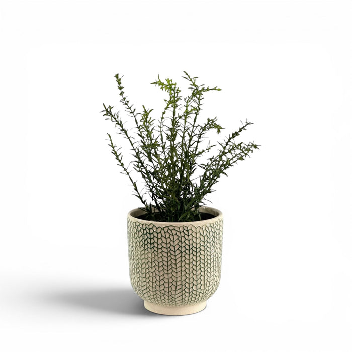 Rosemary Bush in Ceramic Creeping Ivy
