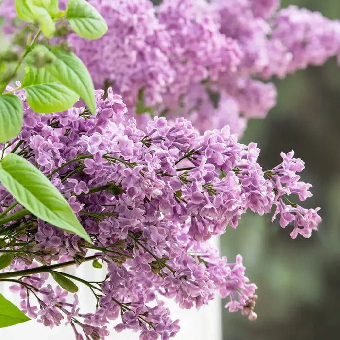 Rosie Beach Party™ Lilac Plant
