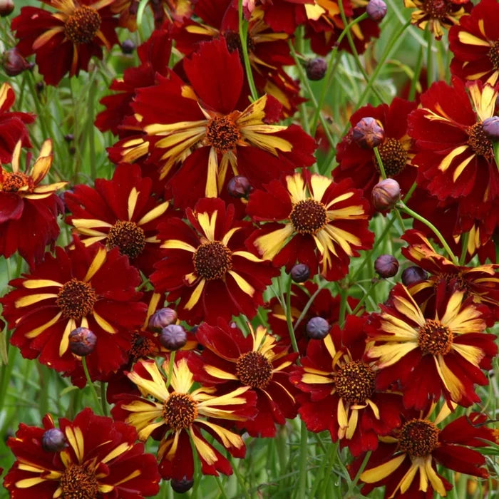 Roulette Coreopsis