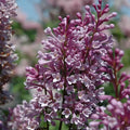 Royalty Lilac Bundle