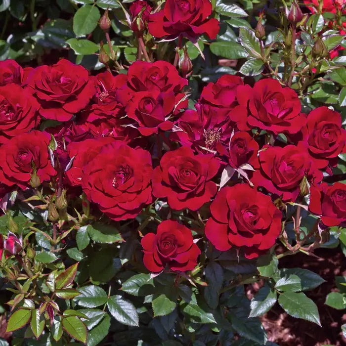 Ruby Ruby™ Miniature Rose Plant