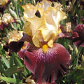 Rum And Coke Bearded Iris