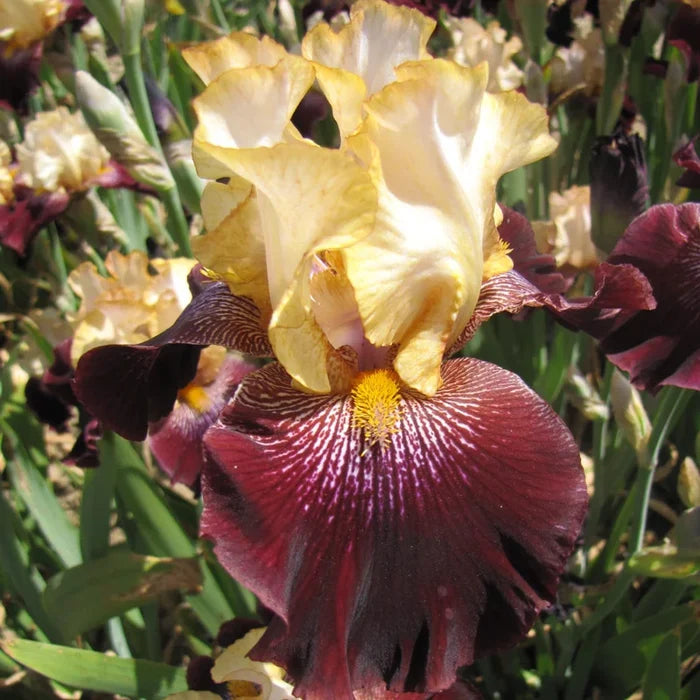 Rum And Coke Bearded Iris