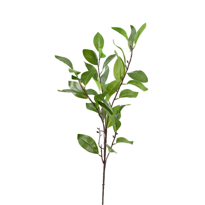Ruscus Branch - 90cm