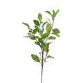 Ruscus Branch - 90cm